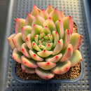 Echeveria Agavoides 'Morgain' Variegated 3"-4" Succulent Plant Cutting