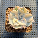 Echeveria Lilacina Variegated 2" Succulent Plant Cutting