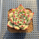 Echeveria Agavoides 'Amestro' Variegated 2" Succulent Plant Cutting