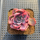 Echeveria 'Pink Harin' Variegated 1"-2" Succulent Plant Cutting