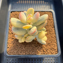 Cotyledon 'Orbiculata' Variegated 3" Succulent Plant Cutting