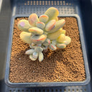 Cotyledon 'Orbiculata' Variegated 3" Succulent Plant Cutting