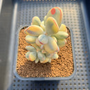 Cotyledon 'Orbiculata' Variegated 3" Succulent Plant Cutting