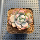 Echeveria 'Pink Marina' Variegated 1"-2" Succulent Plant Cutting