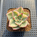Echeveria Agavoides 'Ruby Maria' Variegated Wide-Leaf 1"-2" Succulent Plant Cutting
