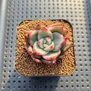 Echeveria Agavoides 'Maria' Variegated 1"-2" Succulent Plant Cutting