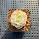 Echeveria 'Glauca' Variegated (Not Runyonii Variegated) 1" Succulent Plant Cutting