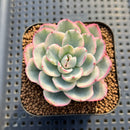 Echeveria 'Peaches & Cream' Variegated 2" Succulent Plant Cutting