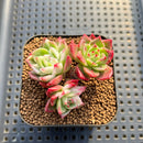 Echeveria 'Navillera' Variegated 2" Succulent Plant Cutting