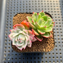 Echeveria 'Navillera' Variegated 2" Succulent Plant Cutting