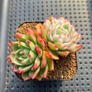 Echeveria 'Navillera' Variegated 2" Succulent Plant Cutting