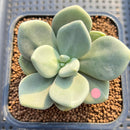 Cremnophila Nutans 2" Succulent Plant Cutting