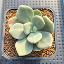 Cremnophila Nutans 2" Succulent Plant Cutting