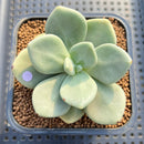Cremnophila Nutans 2" Succulent Plant Cutting