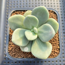 Cremnophila Nutans 2" Succulent Plant Cutting