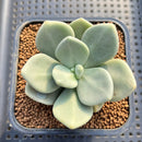 Cremnophila Nutans 2" Succulent Plant Cutting