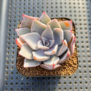 Echeveria Cuspidata var. Cuspidata 2" Succulent Plant Cutting