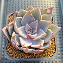 Echeveria Cuspidata var. Cuspidata 2" Succulent Plant Cutting