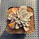 Echeveria 'Fantastic Fountain' 2” Succulent Plant
