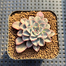 Echeveria 'Fantastic Fountain' 2” Succulent Plant