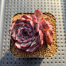 Echeveria 'Yasmin' 2" Succulent Plant Cutting