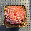 Echeveria 'White Farm' 2" Succulent Plant Cutting