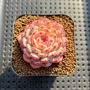 Echeveria 'White Farm' 2" Succulent Plant Cutting