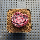 Echeveria 'Berry Kiss' 1" Succulent Plant Cutting