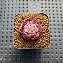 Echeveria 'Berry Kiss' 1" Succulent Plant Cutting