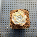 Echeveria 'Exotic' (Laui x 'Topsy Turvy') 1" Succulent Plant Cutting