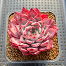 Echeveria 'Black Swan' 2" Succulent Plant Cutting