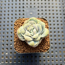 Graptoveria 'Lovely Rose' Carunculated 1" Succulent Plant Cutting