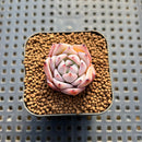 Echeveria 'Larega' 1" Succulent Plant Cutting