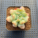 Echeveria 'Heart Ball' 2" New Hybrid Succulent Plant Cutting