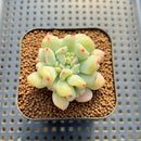 Echeveria 'Heart Ball' 2" New Hybrid Succulent Plant Cutting