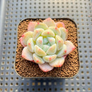 Echeveria 'Biyong' (비경) 1" Succulent Plant Cutting