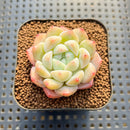 Echeveria 'Biyong' (비경) 1" Succulent Plant Cutting