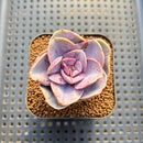 Echeveria 'Perle Von Nurnberg' Mutated 2" Succulent Plant Cutting