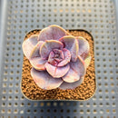 Echeveria 'Perle Von Nurnberg' Mutated 2" Succulent Plant Cutting