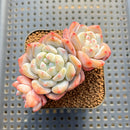 Echeveria 'Pure' 2" Succulent Plant Cutting