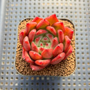 Echeveria Agavoides 'Amestro' 1"-2" Succulent Plant Cutting