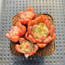 Echeveria 'Sunny' 2" Succulent Plant Cutting