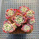 Echeveria 'Nanahukumini' 2" Succulent Plant Cutting