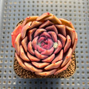 Echeveria 'Pinks' 2" Succulent Plant Cutting