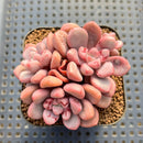 Graptopetalum 'Polari Heart' 2" Succulent Plant Cutting