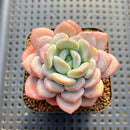 Echeveria 'Ice Cream' 2" Succulent Plant Cutting