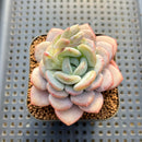 Echeveria 'Ice Cream' 2" Succulent Plant Cutting