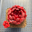 Echeveria Agavoides 'Amestro' 2" Succulent Plant Cutting