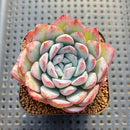Echeveria 'Peach Candy' 2" Succulent Plant Cutting