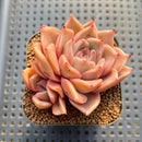 Echeveria 'Pink Madiba' 2" Succulent Plant Cutting